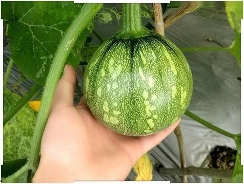 小瓜陆网红吃瓜,揭秘娱乐圈幕后故事