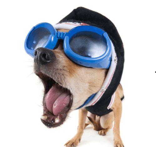 带你吃瓜搞笑狗狗蹦迪,带你笑翻吃瓜现场