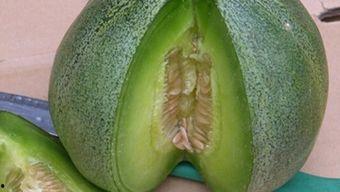 什么瓜能直接吃,揭秘可直接食用的神奇瓜果