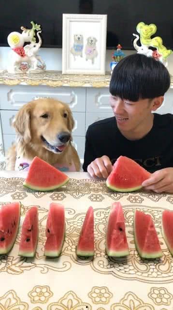 狗狗参加吃瓜大赛,萌宠欢乐秀，瓜王争霸战！