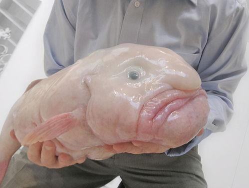 带你吃瓜水滴鱼,带你吃瓜的奇妙之旅