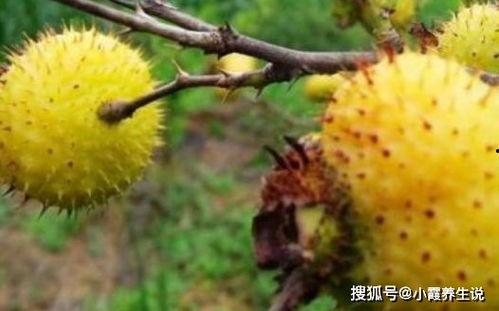 书亦刺梨吃瓜评论,网友热议美食新宠