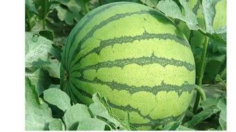 class吃瓜群,网络社交新现象背后的趣味与思考