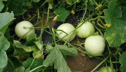 甜瓜留瓜怎么吃,甜瓜留瓜技巧与美味食用指南