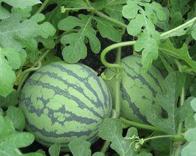 孕妇可以吃胶瓜吗,胶瓜的适宜食用与注意事项