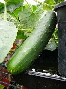 吃瓜平民,吃瓜平民视角下的明星生活