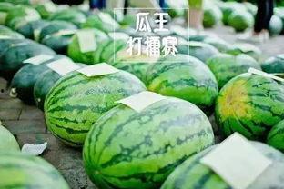 洛阳小毛吃瓜比赛,瓜王争霸赛一触即发