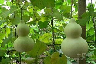 梦见表姐吃葫芦瓜,探寻梦境中的神秘寓意